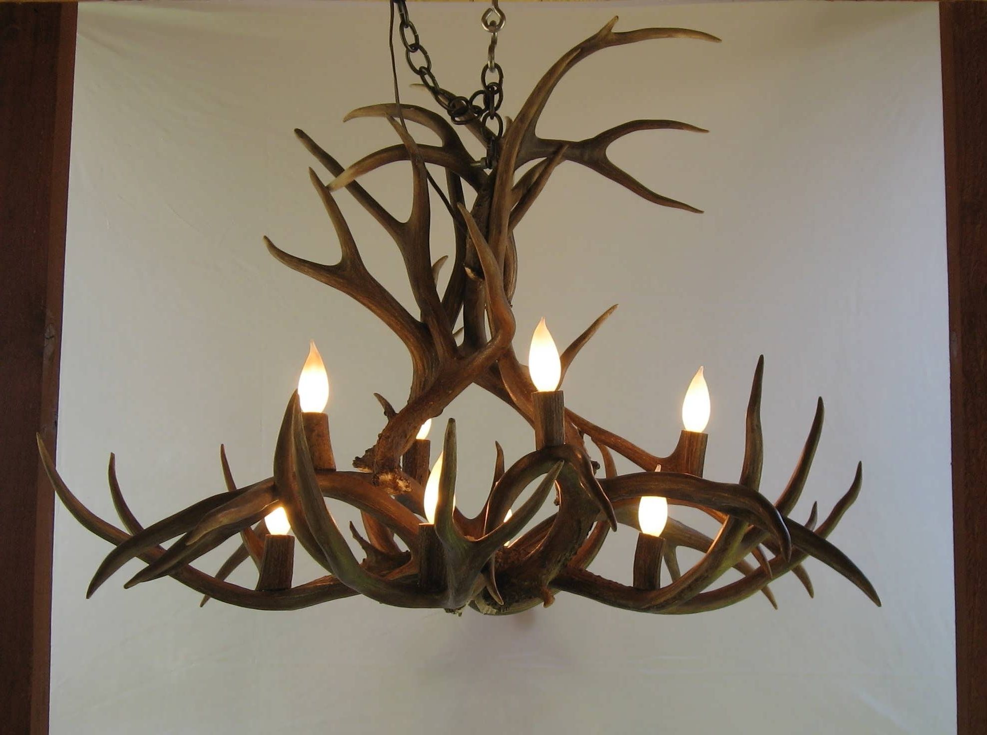 Stag Horn Chandelier For Preferred Light : Antler Light Fixtures Chandelier For Sale Elk Stag Horn (View 8 of 20)