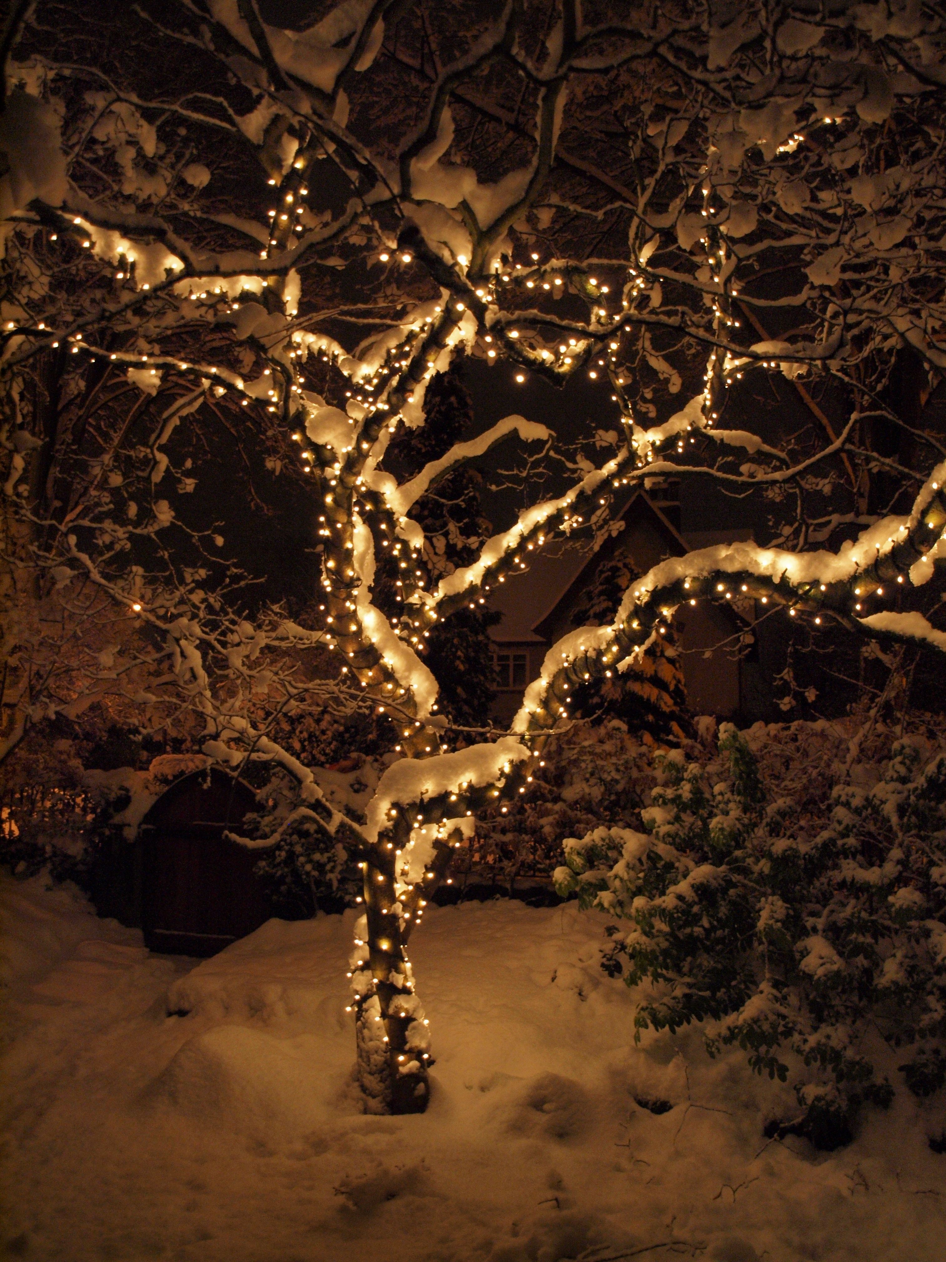 Snow Flocked Tree Wrapped In String Lights (View 17 of 20)