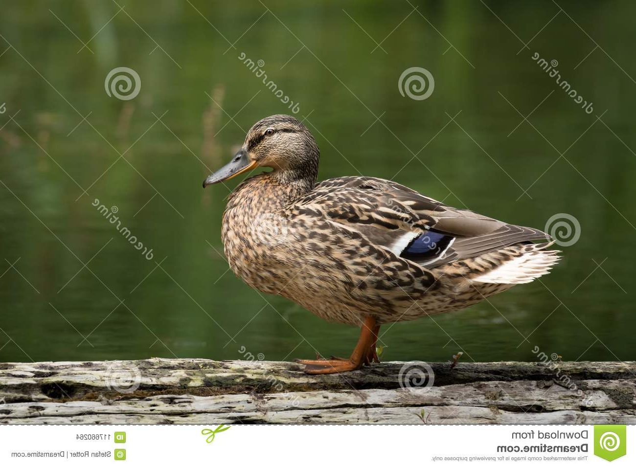 Best And Newest Mallard Cocktail Tables Pertaining To A Female Mallard Standing On A Piece Of Wood Stock Photo – Image Of (View 11 of 20)